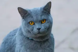 Rekvalifikační Kurz Pedikúra